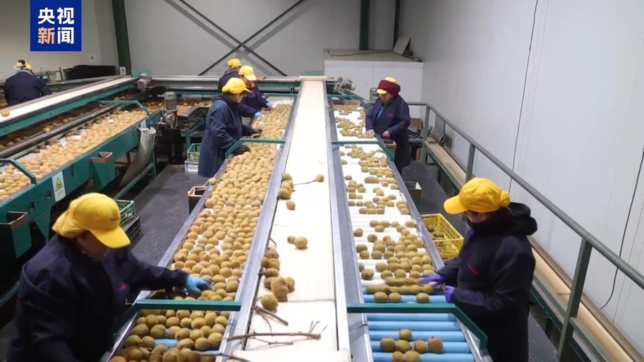 水果棘手的关税 智利水果产业“愁”不朽情缘正版总台记者探访丨应季的(图2)