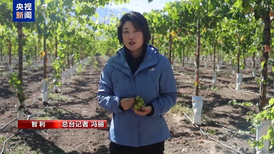 水果棘手的关税 智利水果产业“愁”不朽情缘正版总台记者探访丨应季的(图5)